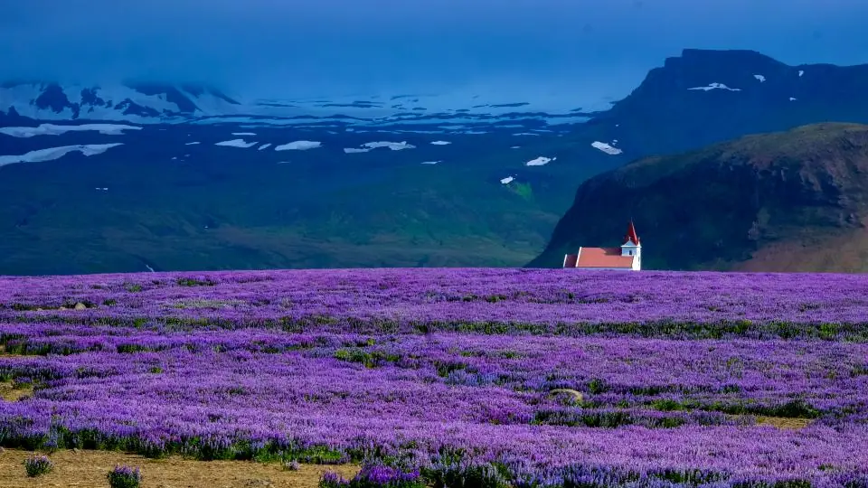 Blommande lavendelfält, en av parfymens viktiga råvaror