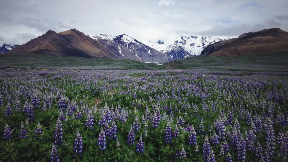 Lavendel som badar i solsken
